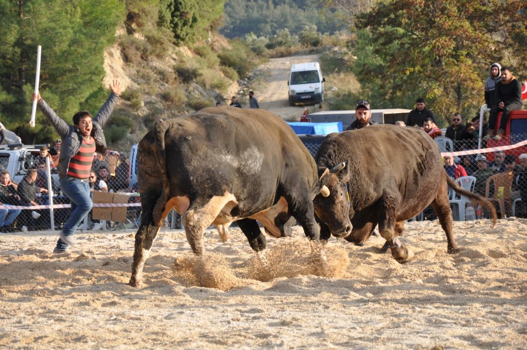 Boğalar, Gaziler için güreşti