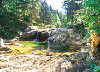 View of small river among big pine tree forest in Uludag National Park.