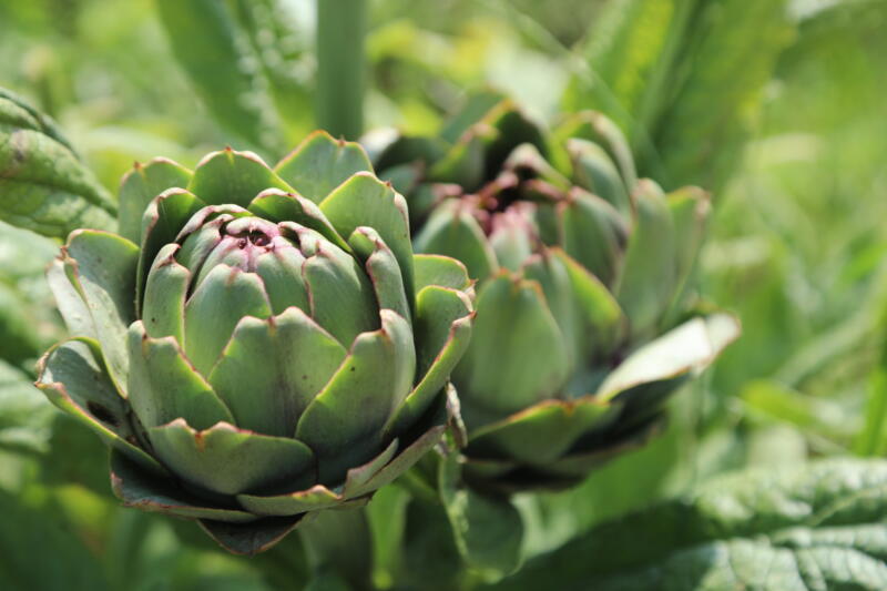 TARIMSAL KALKINMA ÇALIŞMALARI SÜRÜYOR …