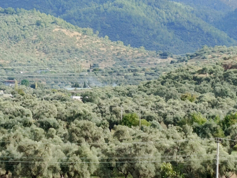 Milas 11’inci Zeytin Hasat Şenliği sürerken, yaşamsal öneme sahip ‘samimiyet testimiz’ de sürüyor …