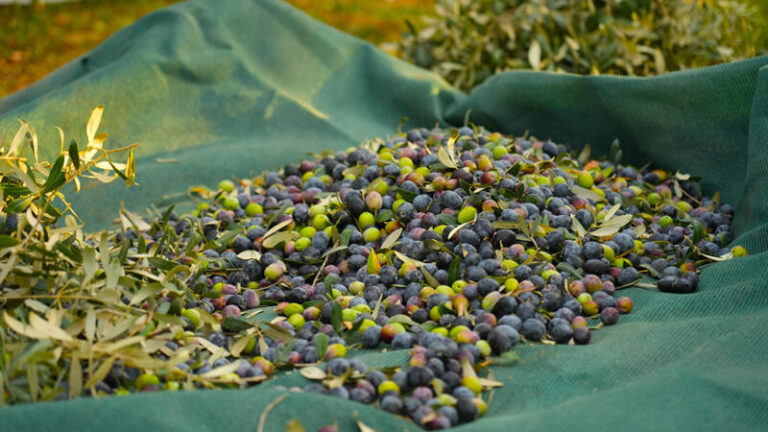 Milas Belediyesi zeytin hasadına başladı …